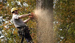 Tree services