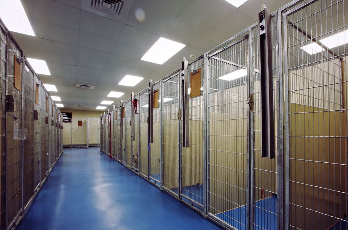 Pet Boarding Cages