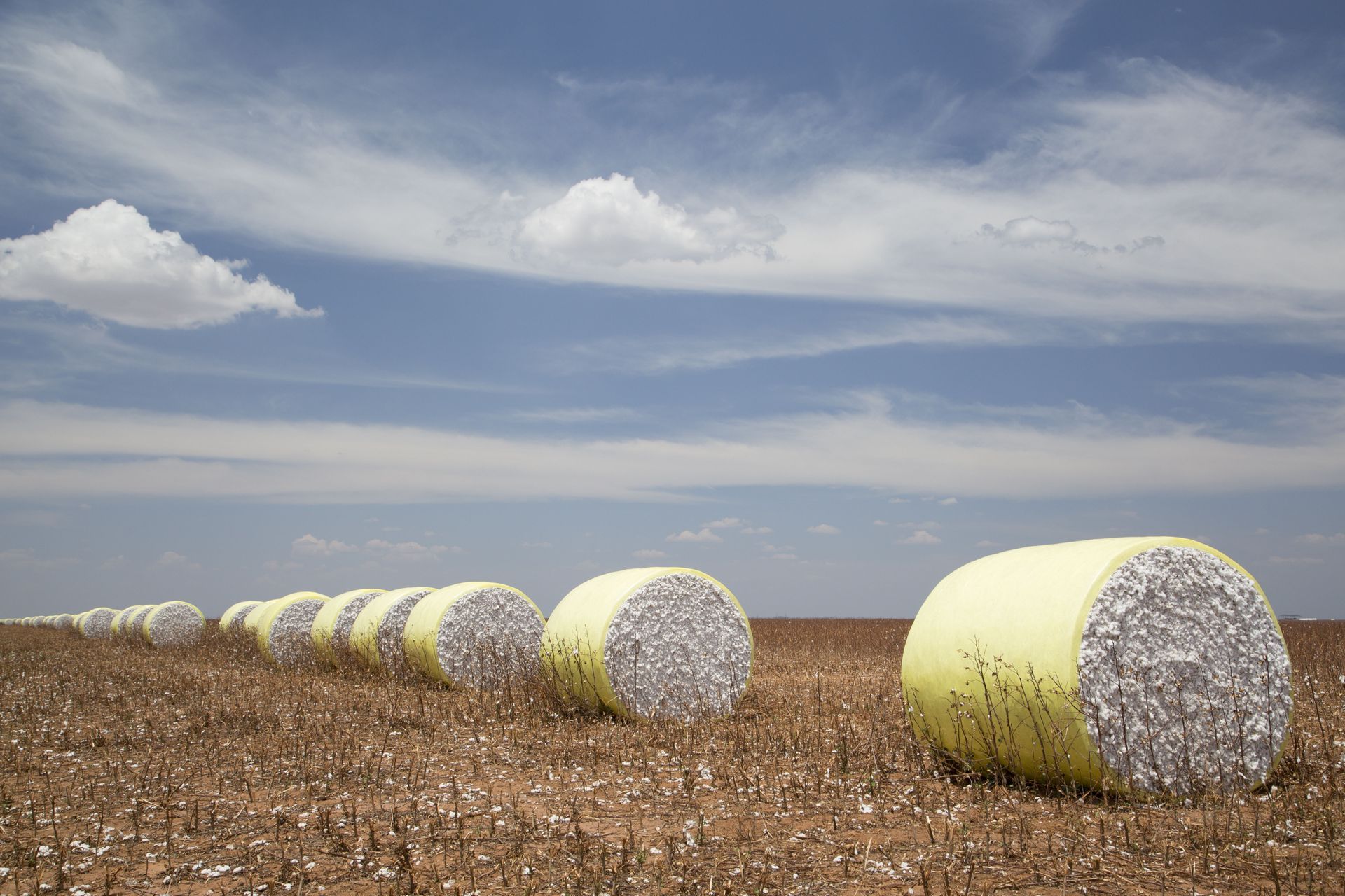 Rows of young corn plants growing in a field under a cloudy sky.