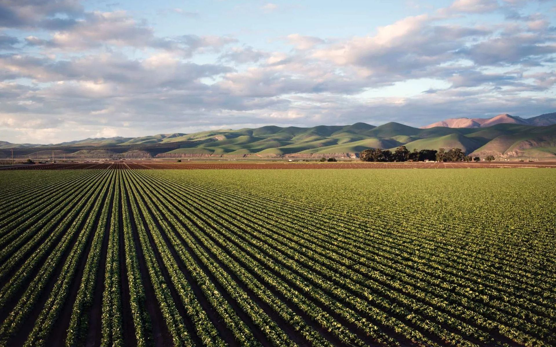 Green farm rows stretch toward rolling hills under a cloudy sky.