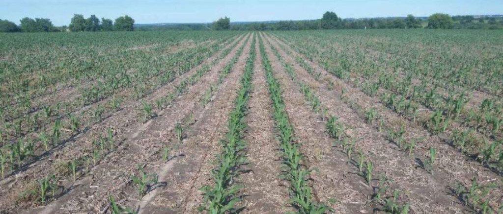 Rows of young crops in a field stretching toward a distant tree line, under a clear blue sky.