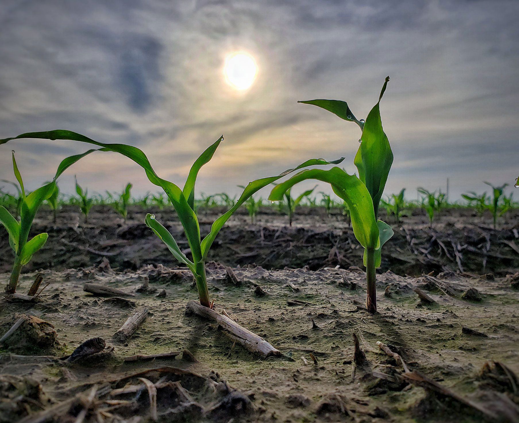 Young corn stalks sprouting from soil under a cloudy sky, sun barely visible.