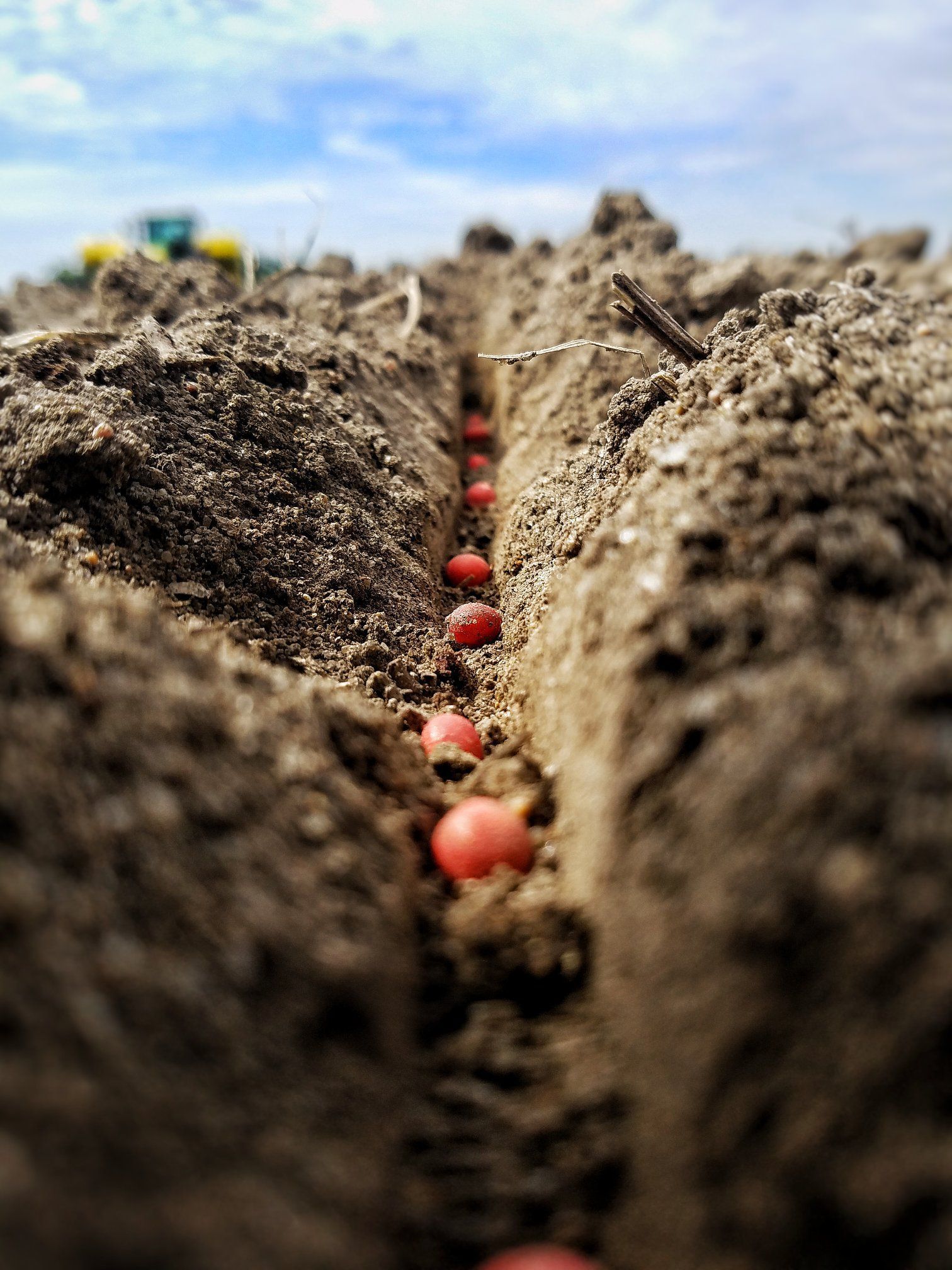 Red seeds planted in a furrow in a field, with a tractor in the background.