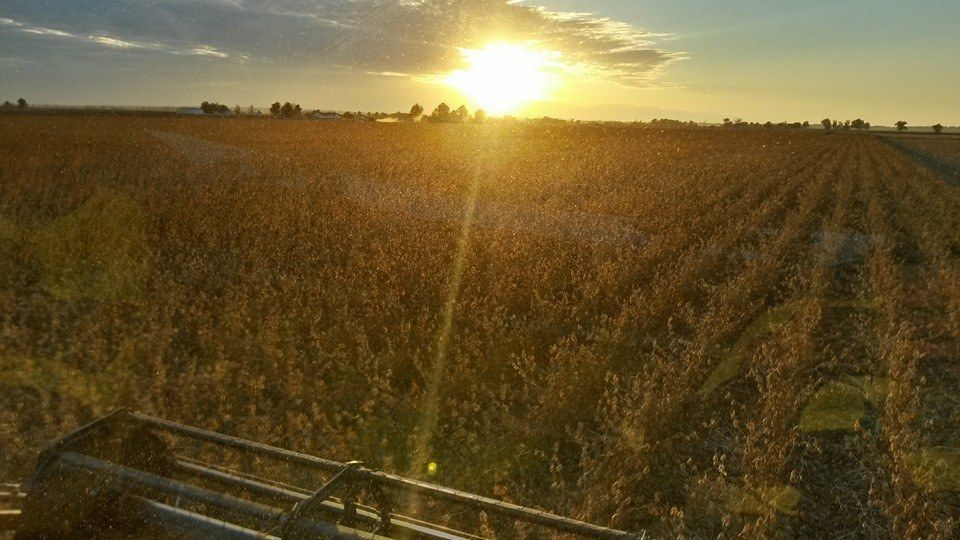 Golden sunset over a field of crops, with a harvesting machine in the foreground.