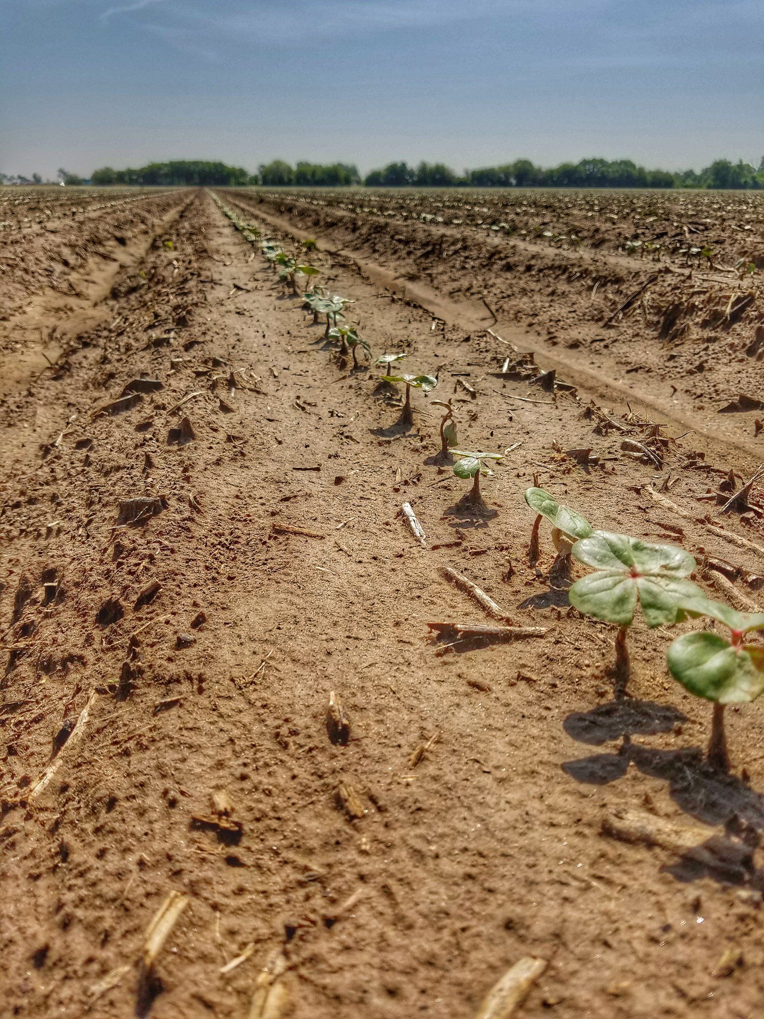 Rows of young cotton plants in a brown field under a blue sky.