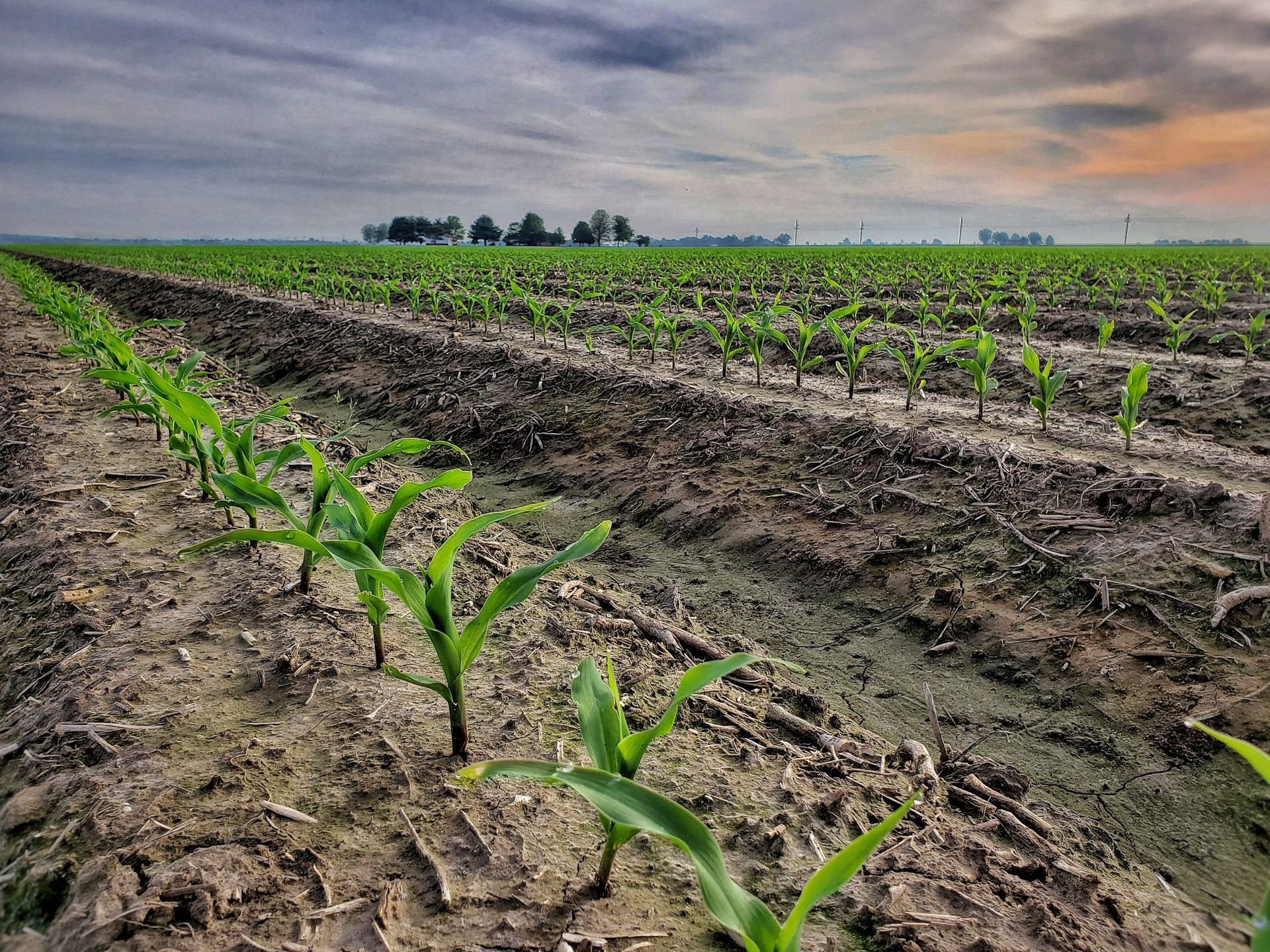 Rows of young corn plants in a field under a cloudy sky.