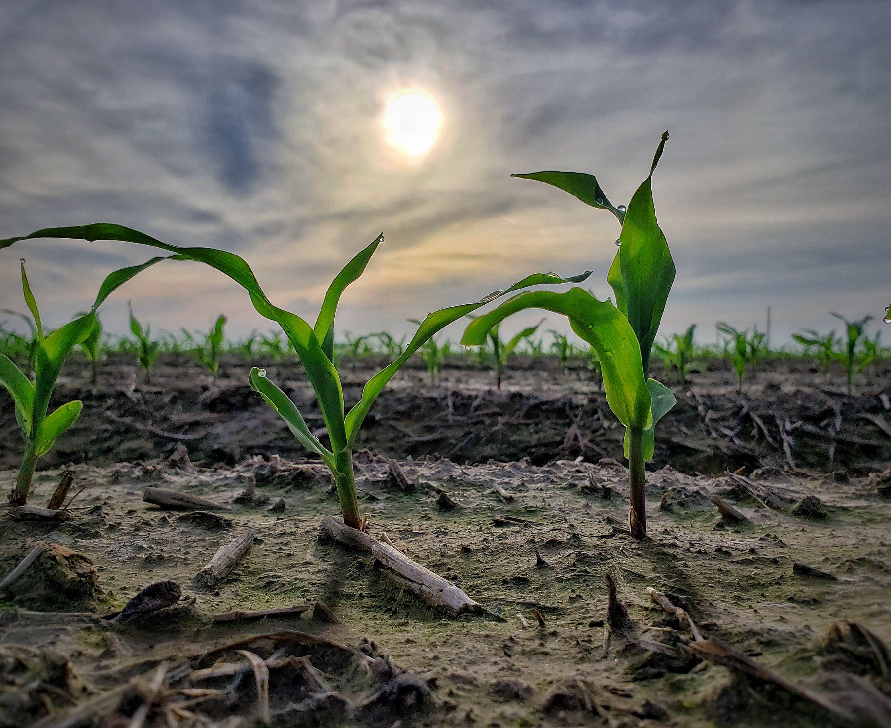 Young corn plants emerge from a field under a cloudy sky with the sun shining.