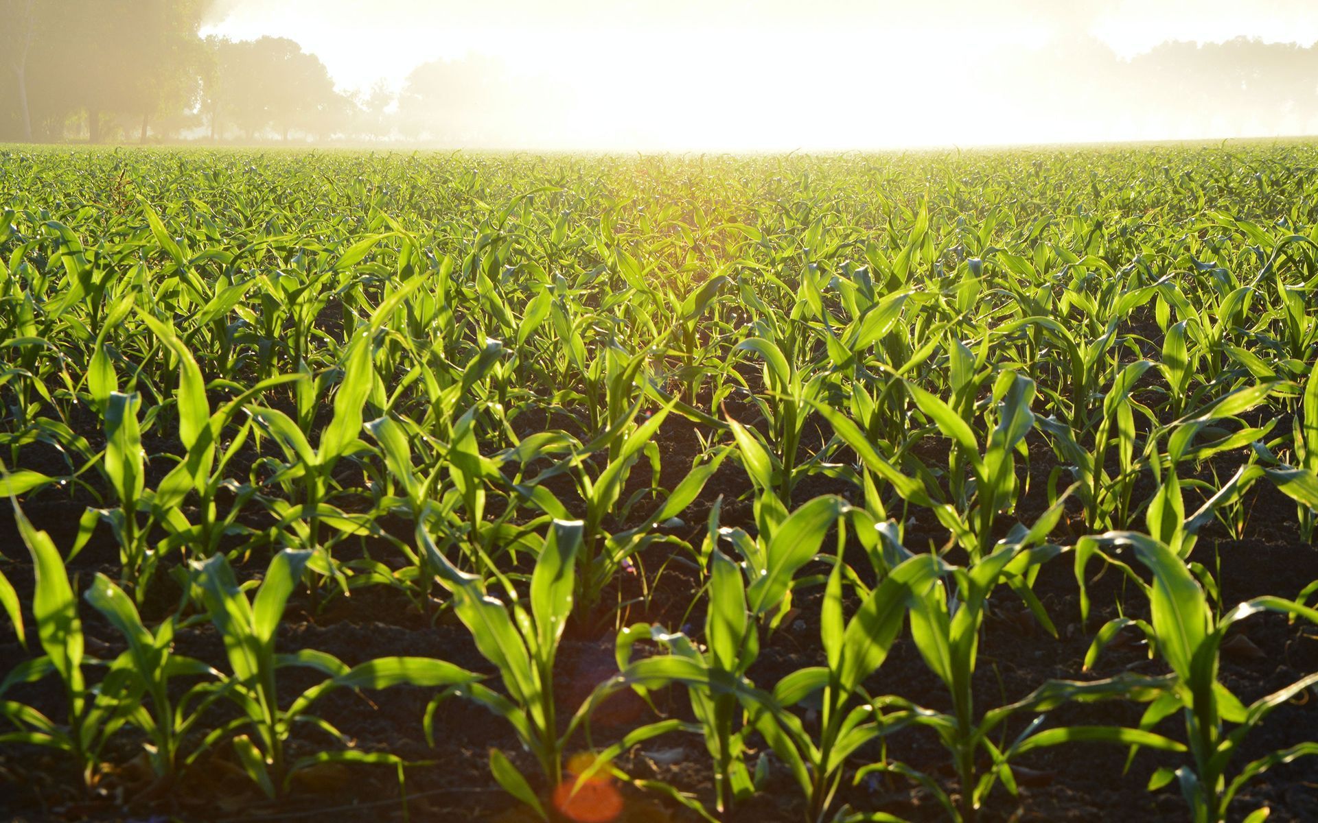 Young corn stalks growing in a field with the sun setting.