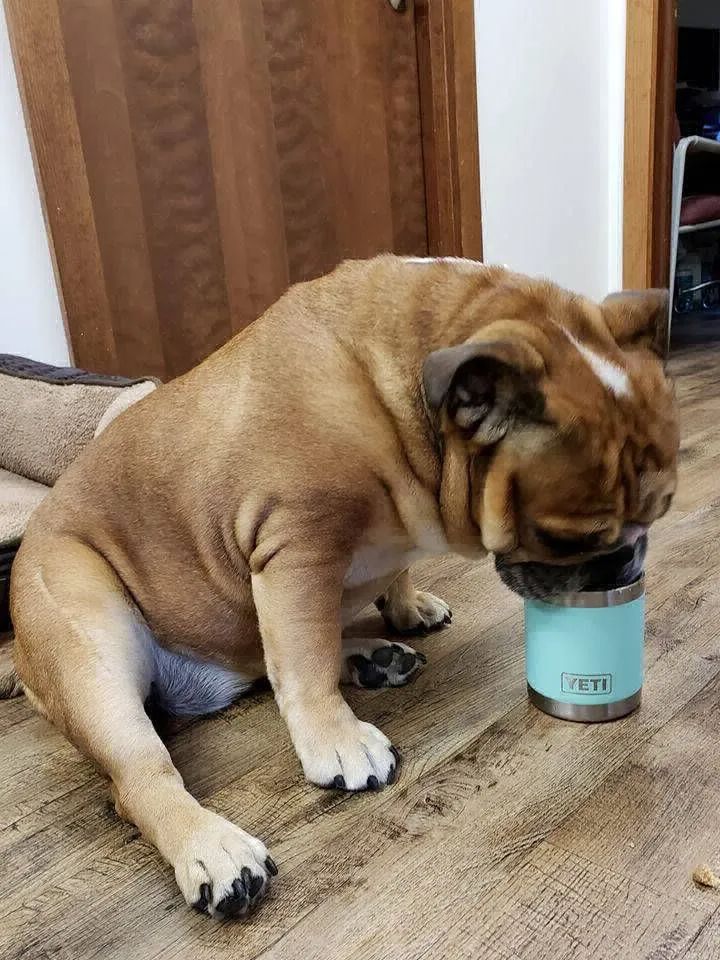 Brown dog sitting on a rug and licking a turquoise cup indoors