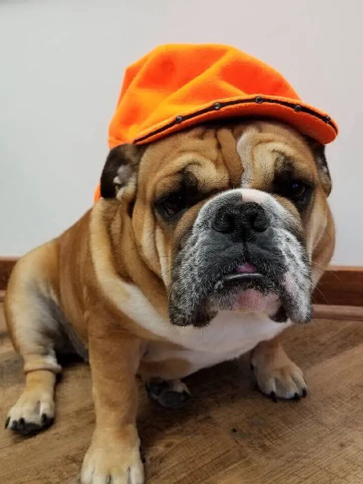 Bulldog wearing an orange cap on a wooden floor, looking straight ahead with a droopy expression