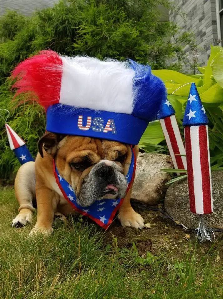 Bulldog in red, white, and blue USA hat and bandana on grass beside a patriotic rocket decoration