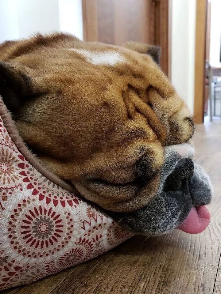 Sleeping brown dog with tongue out, resting its head on a patterned cushion.