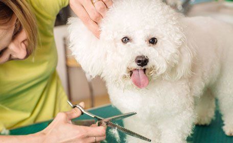 Grooming dog with tool for shedding hair