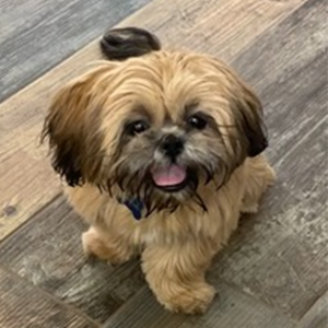 Sir Chewie Miller