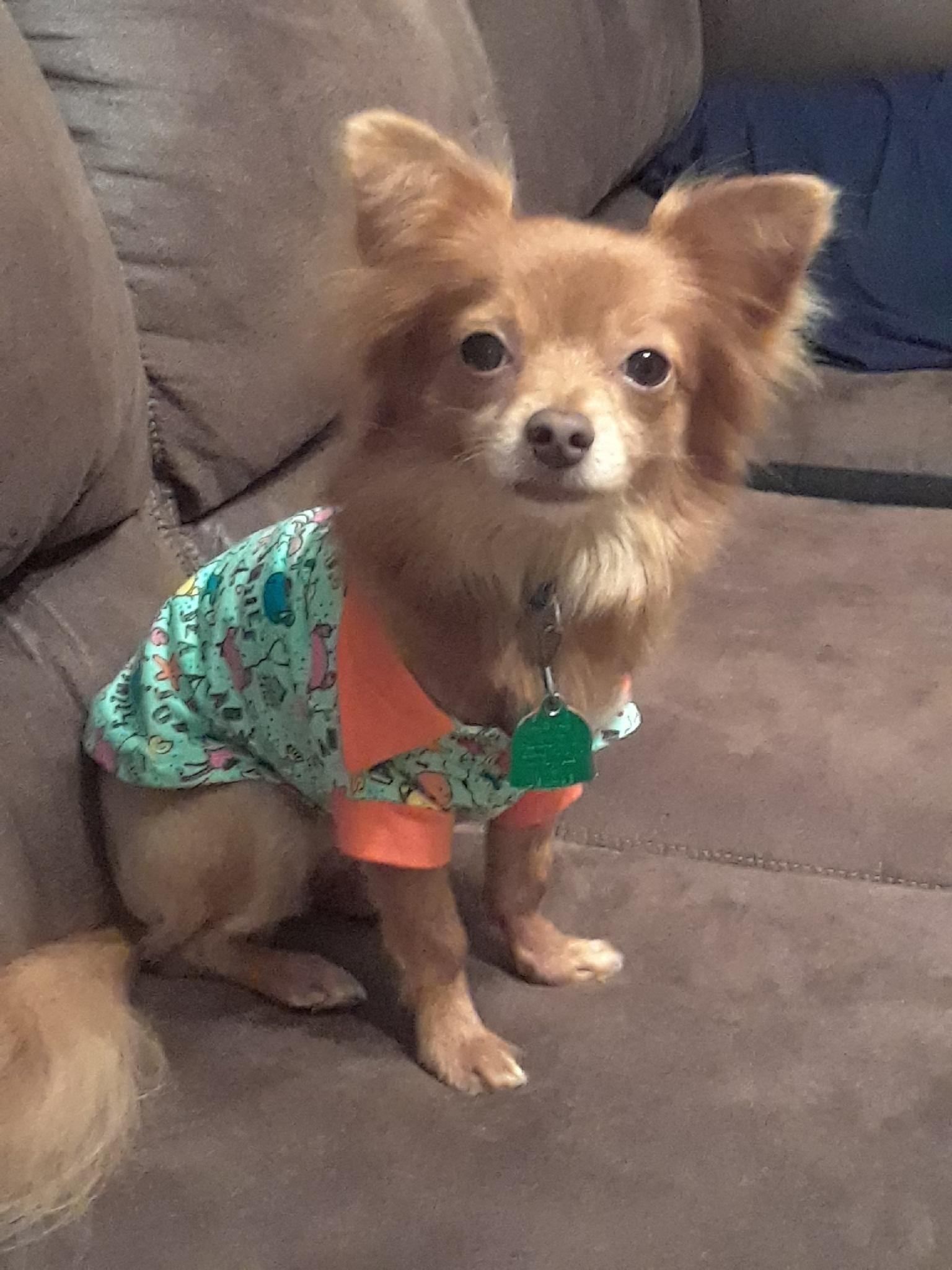 A small dog is sitting on a couch wearing a shirt.