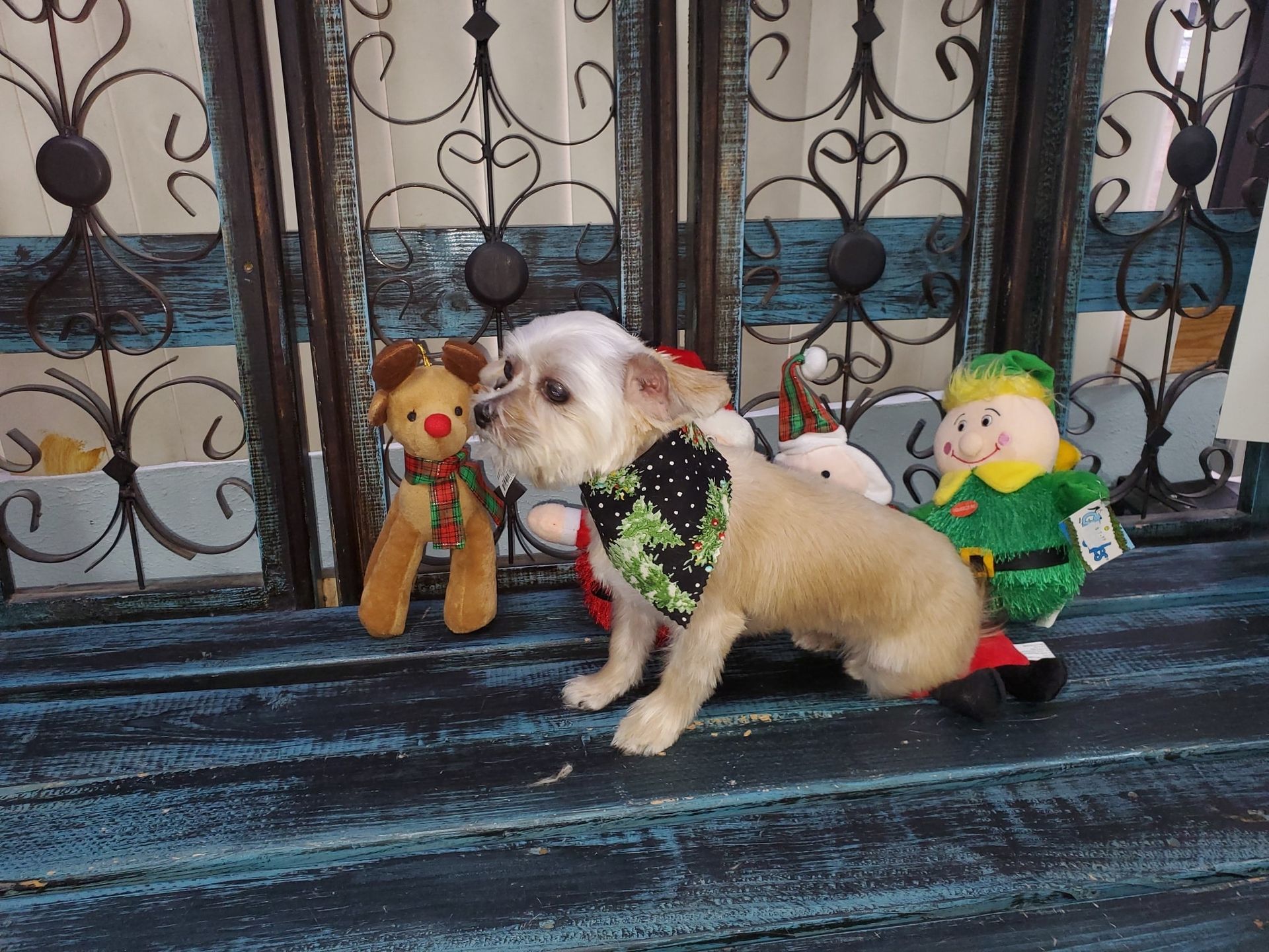 A small dog wearing a bandana is sitting on a bench next to stuffed animals.