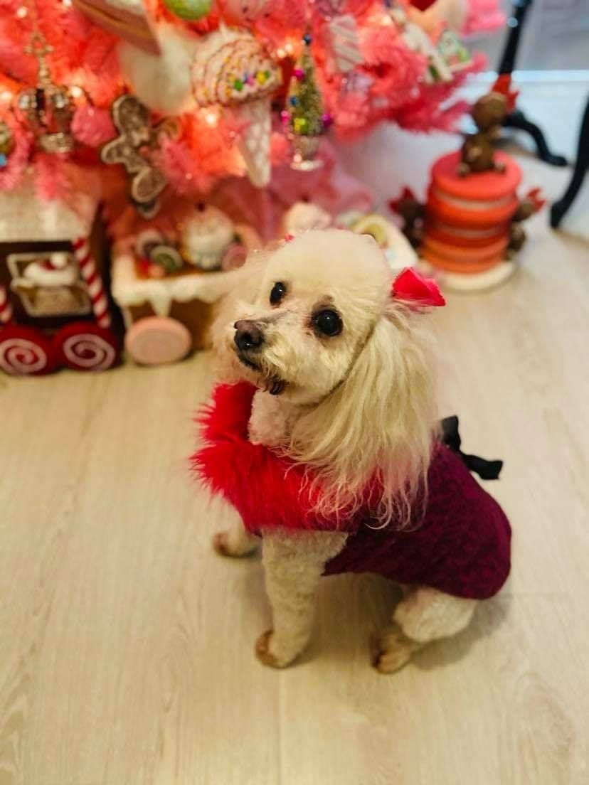 A small white dog wearing a red sweater is standing in front of a christmas tree.