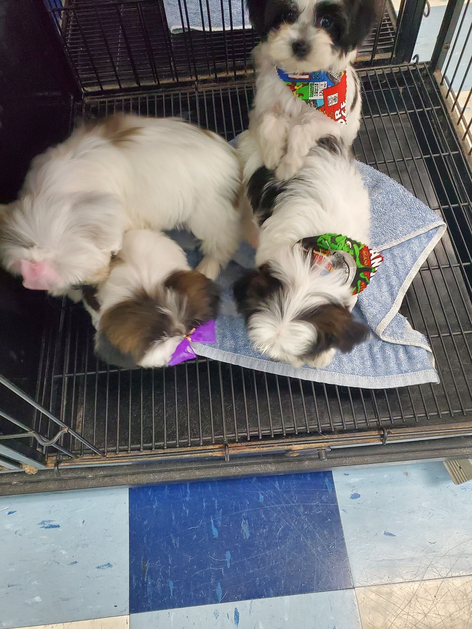 Three puppies are laying on a blanket in a cage.