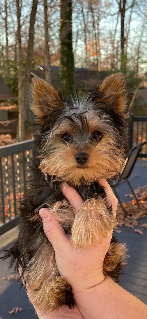 A person is holding a small dog in their hands.