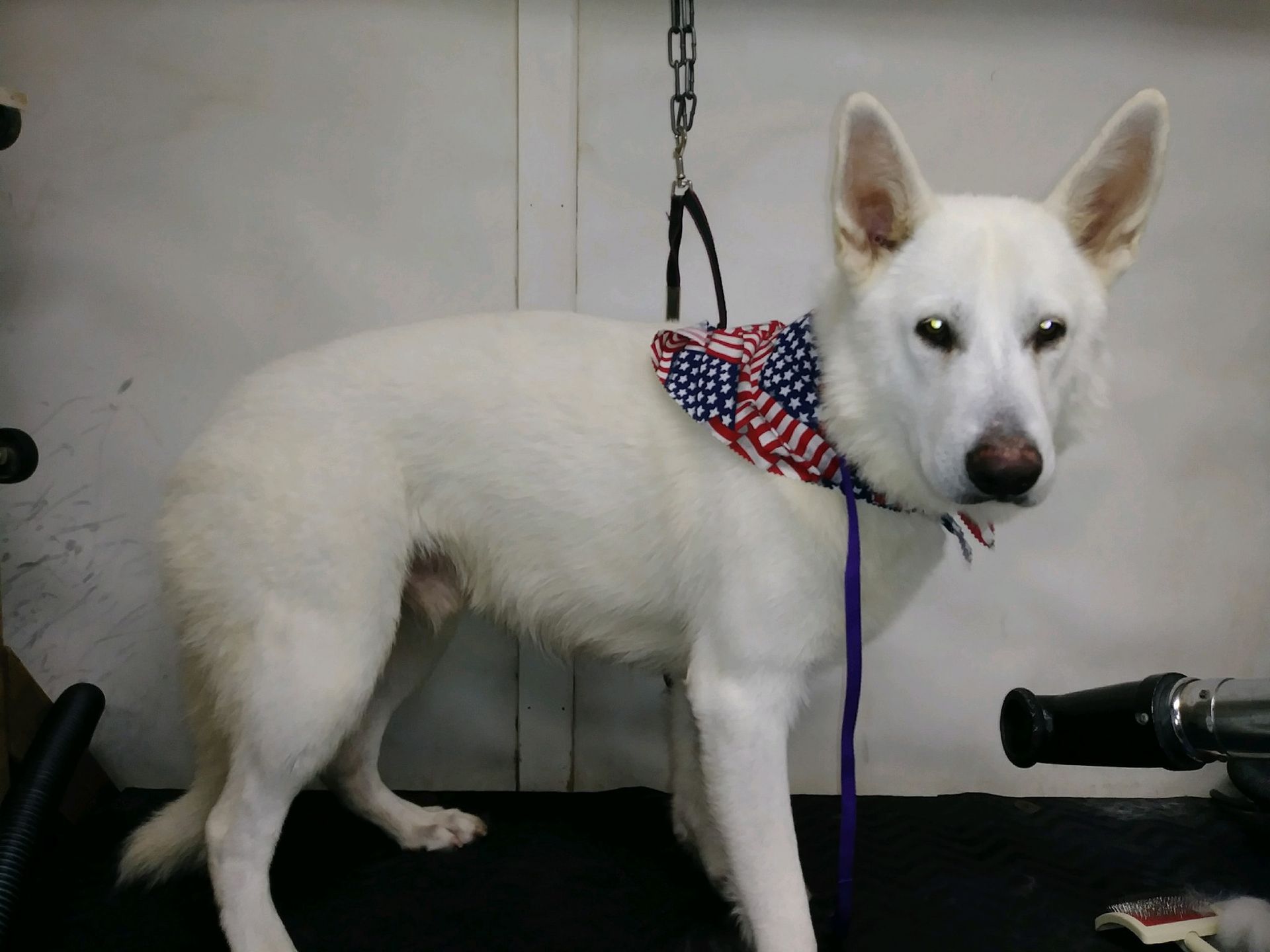 A white dog wearing a red white and blue bandana