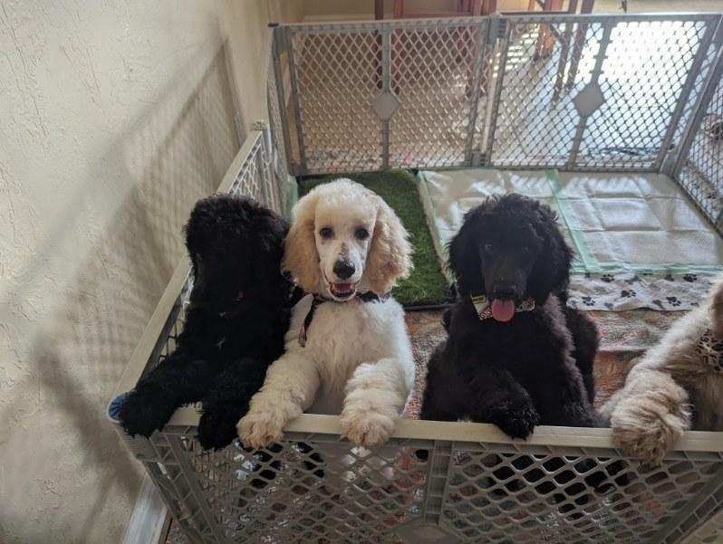 A group of puppies are sitting in a cage.