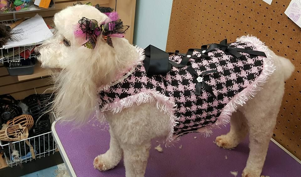 A small white dog wearing a pink and black dress