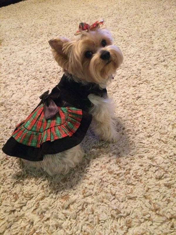 A small dog wearing a dress is sitting on a carpet.