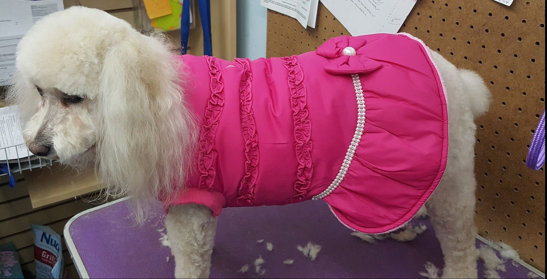 A white poodle wearing a pink dress is standing on a purple table.