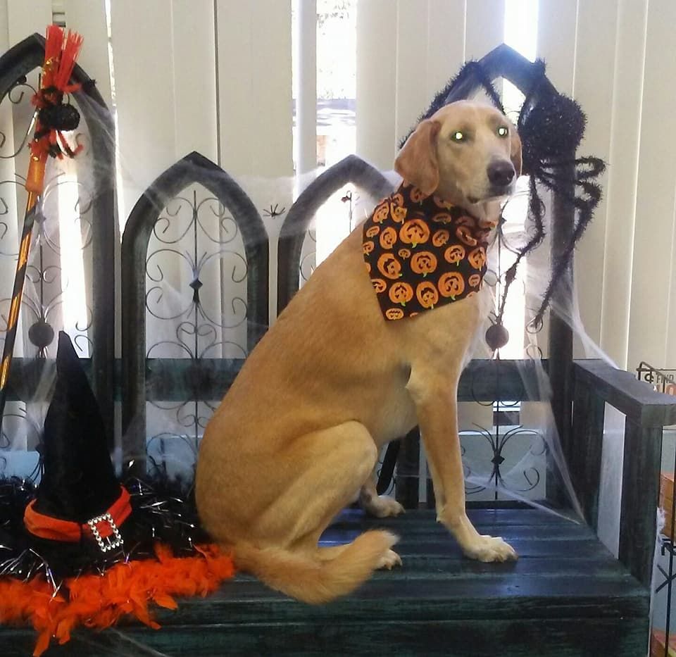 A dog wearing a scarf and a witch hat sits on a chair
