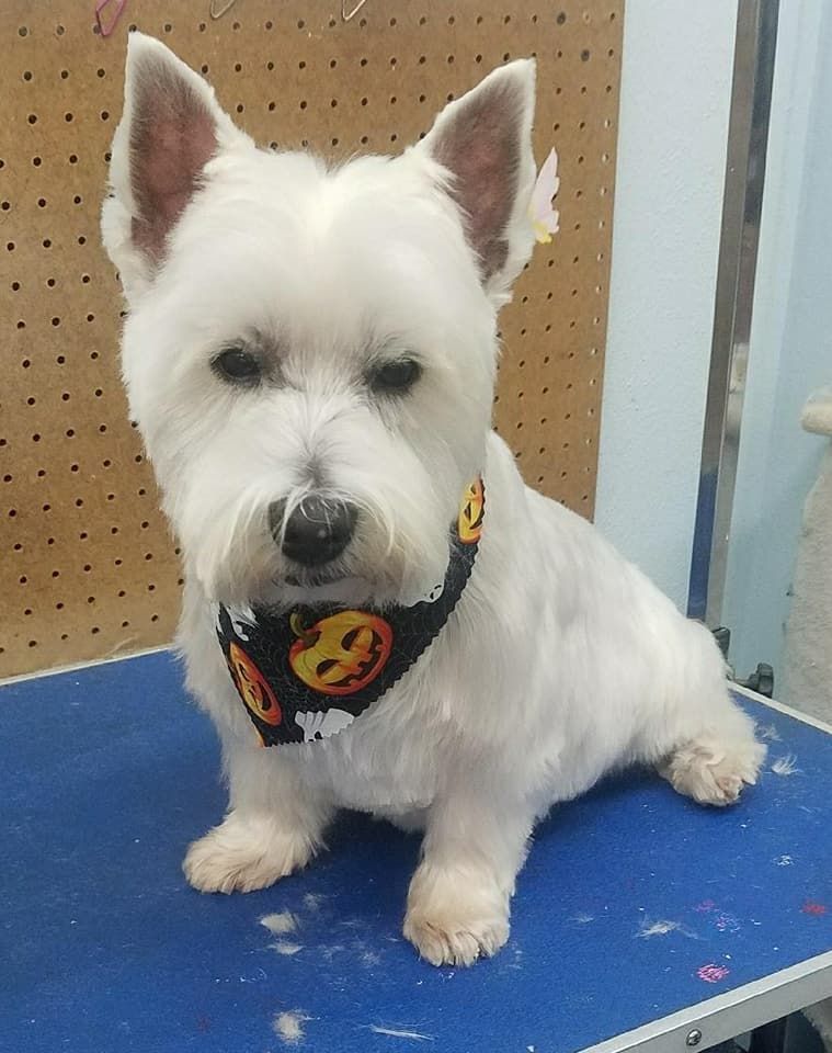 A white dog wearing a pumpkin bandana is sitting on a blue table.