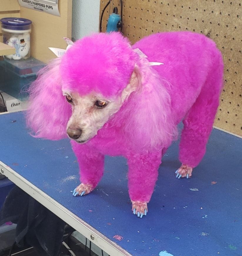 A pink poodle is standing on a blue table