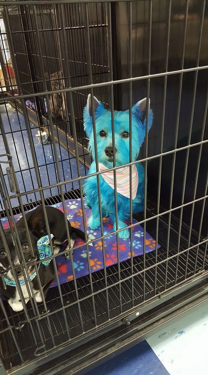 A blue dog is sitting in a cage.