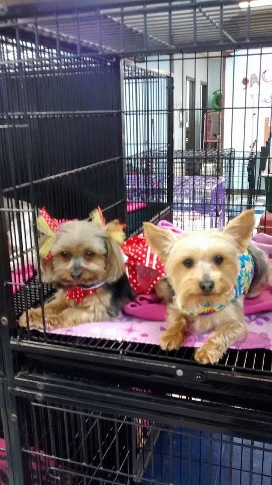 Two small dogs are laying in a cage.
