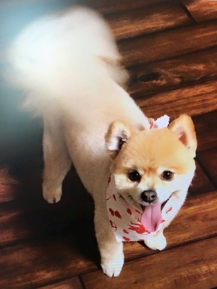 A small dog wearing a bandana is standing on a wooden floor.