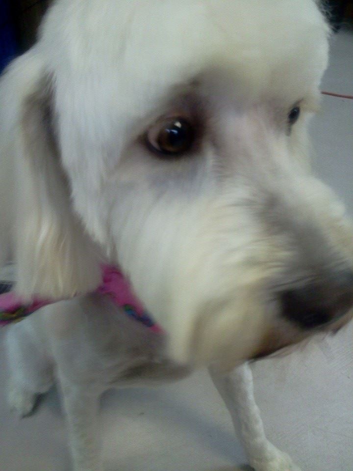 A white dog with a pink collar is looking at the camera.