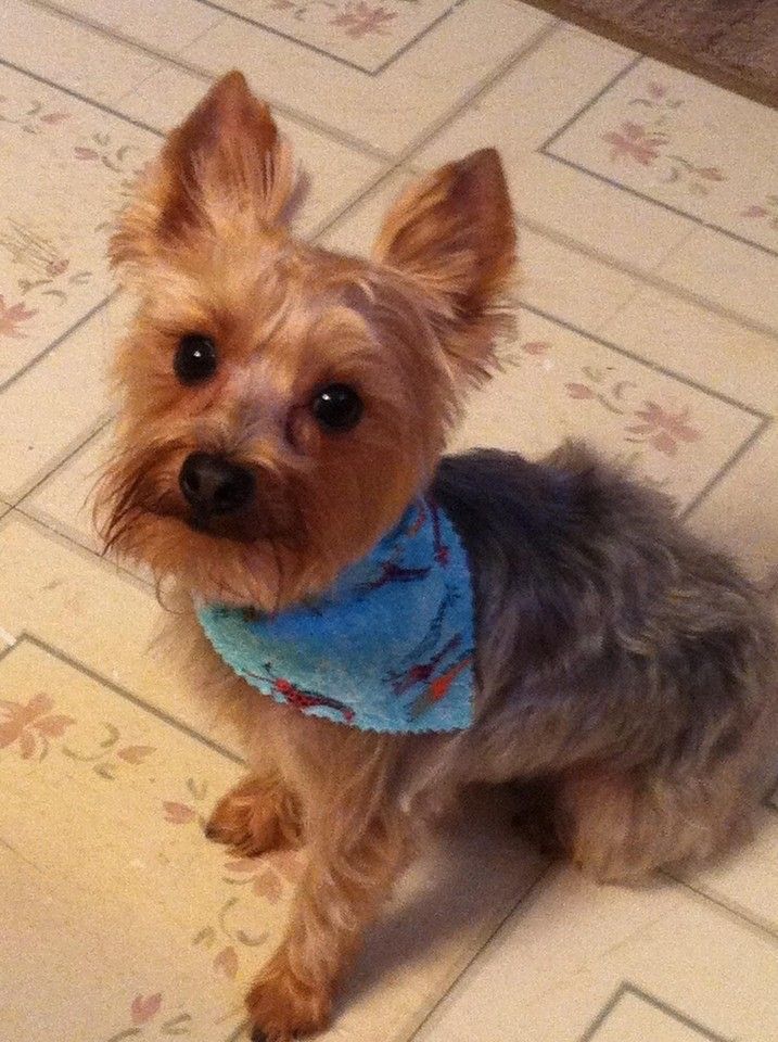 A small dog wearing a blue bandana is sitting on a tiled floor.