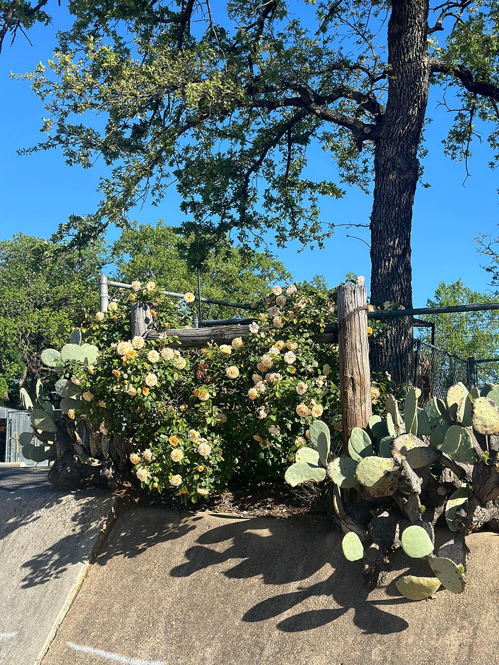 A cactus is growing next to a tree in a garden.