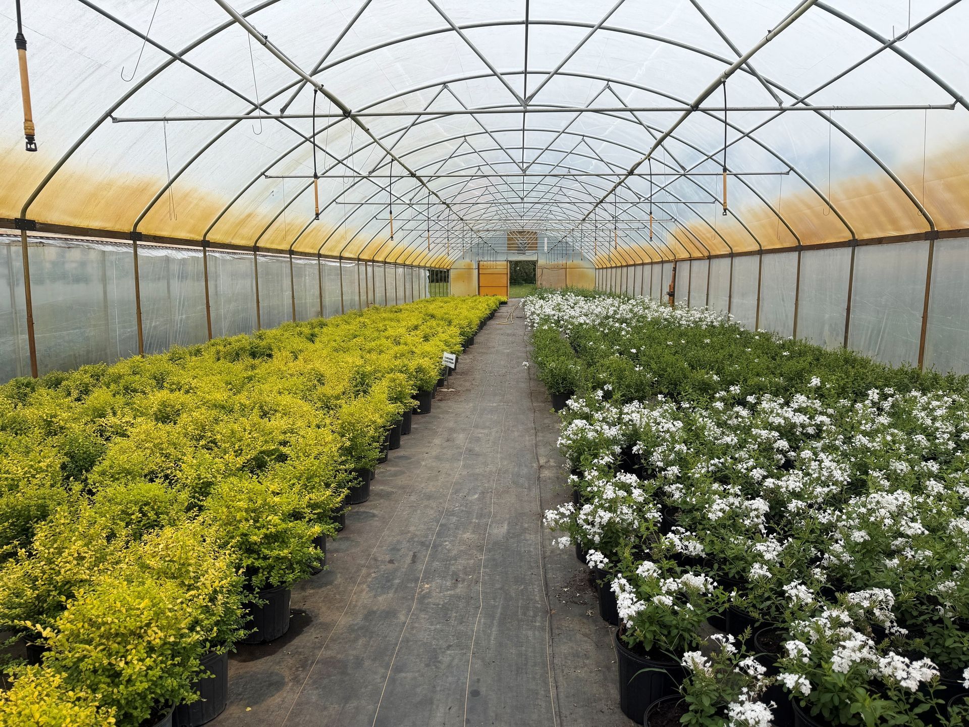 Rows of yellow and white flowering plants inside a greenhouse with a central dirt walkway.
