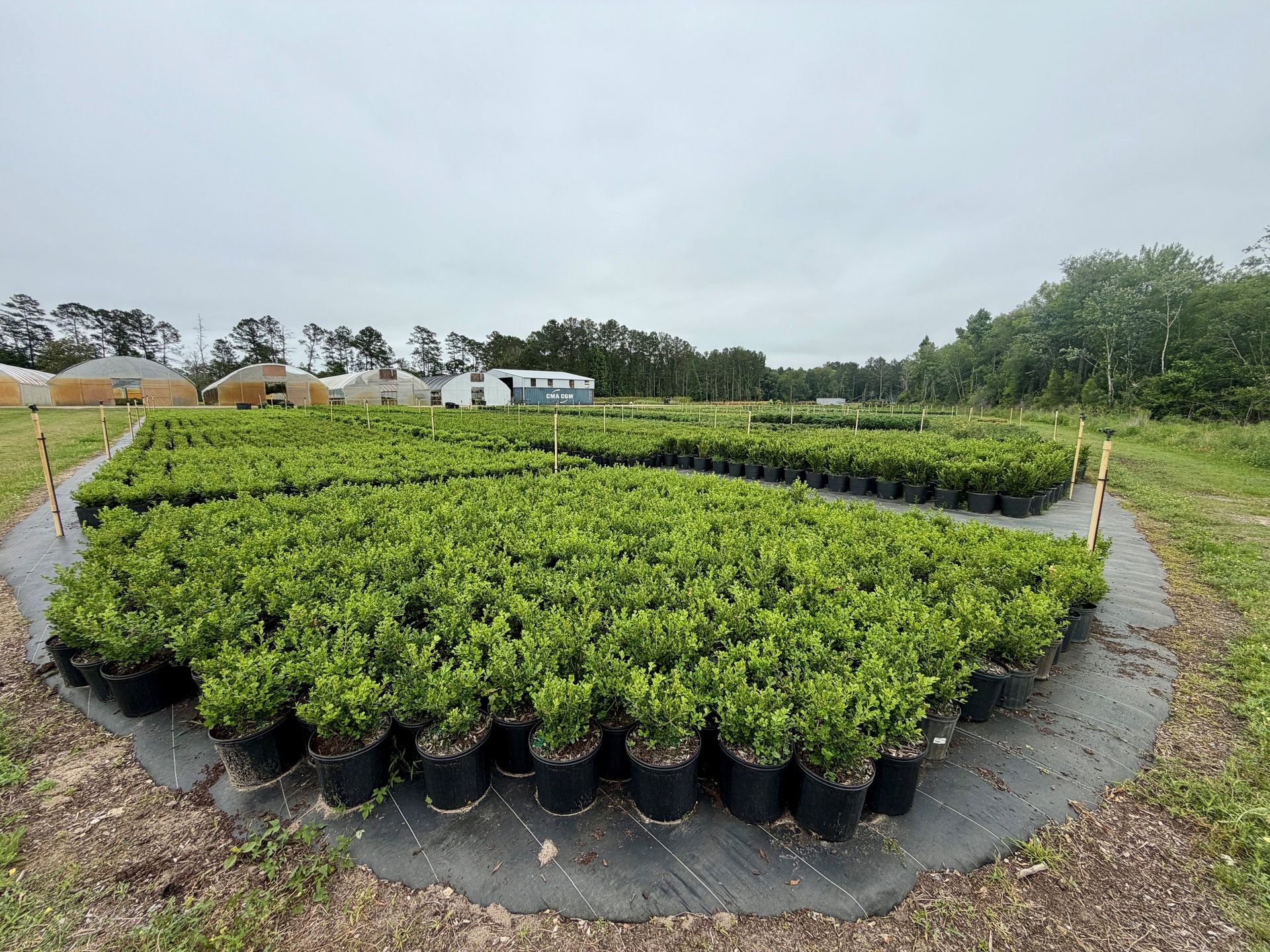 Rows of potted green seedlings in a nursery field under an overcast sky