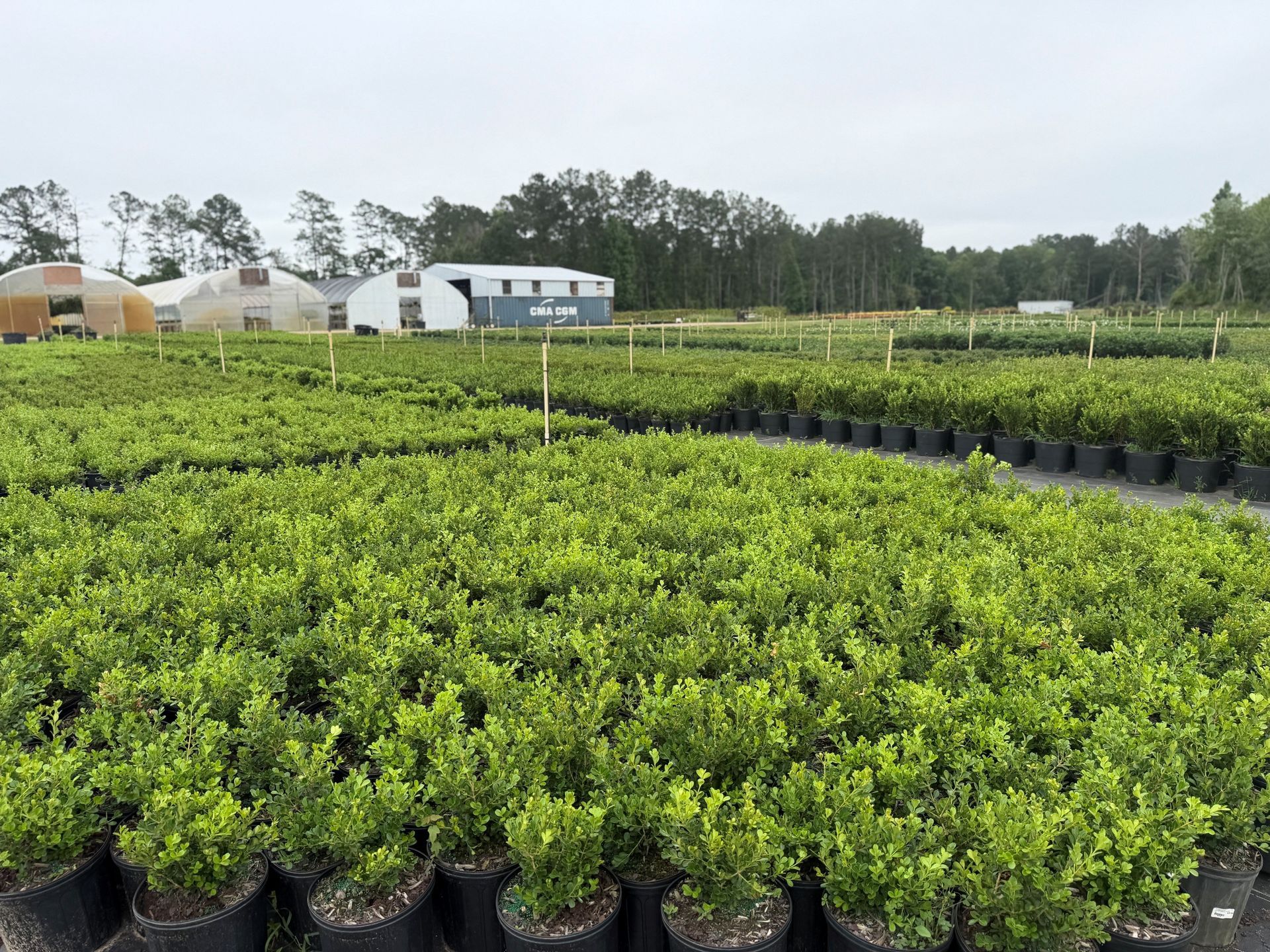 Rows of green potted plants in a nursery field with white greenhouse buildings in the background