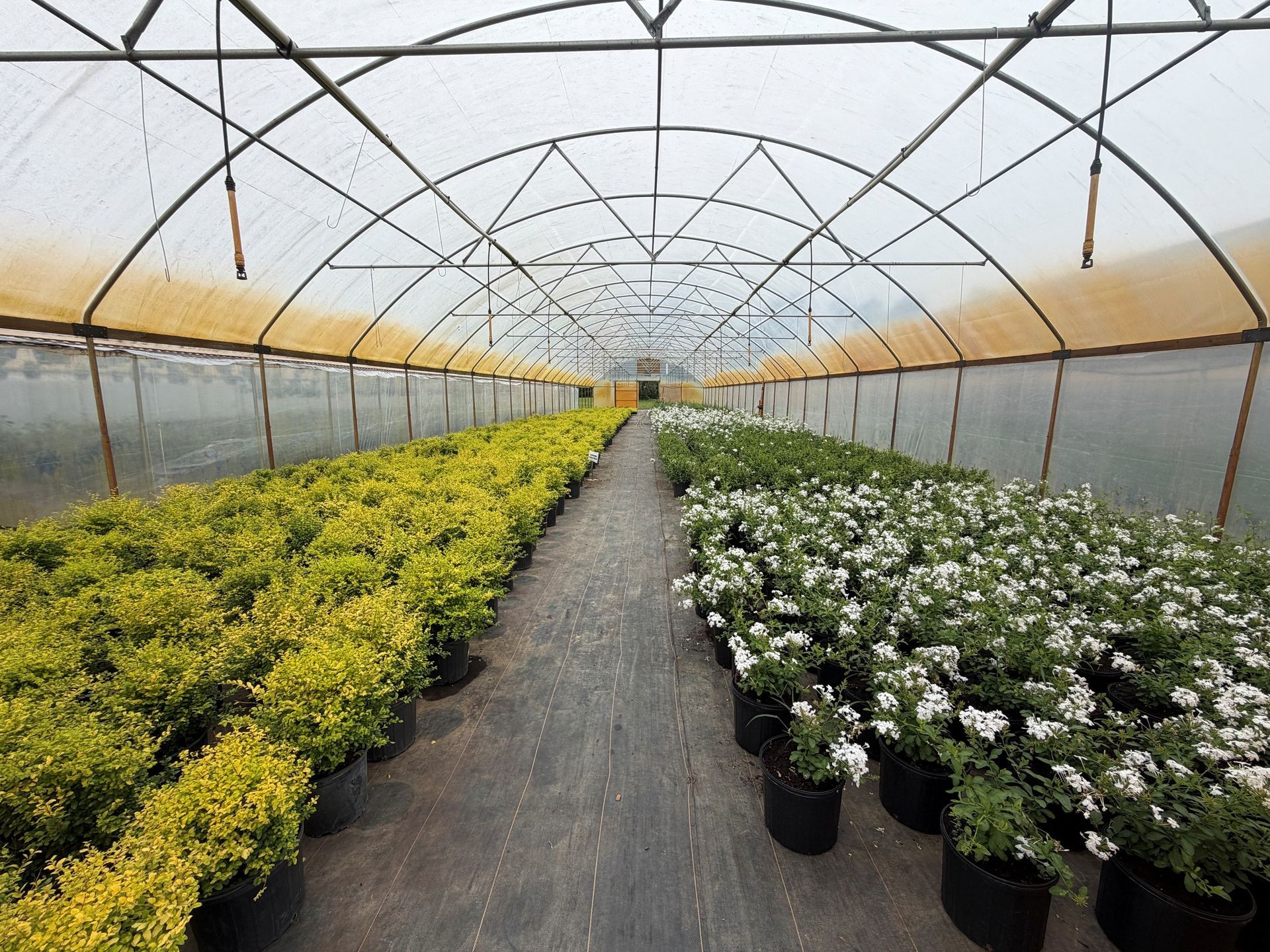 Two people tending colorful flowers in a greenhouse garden