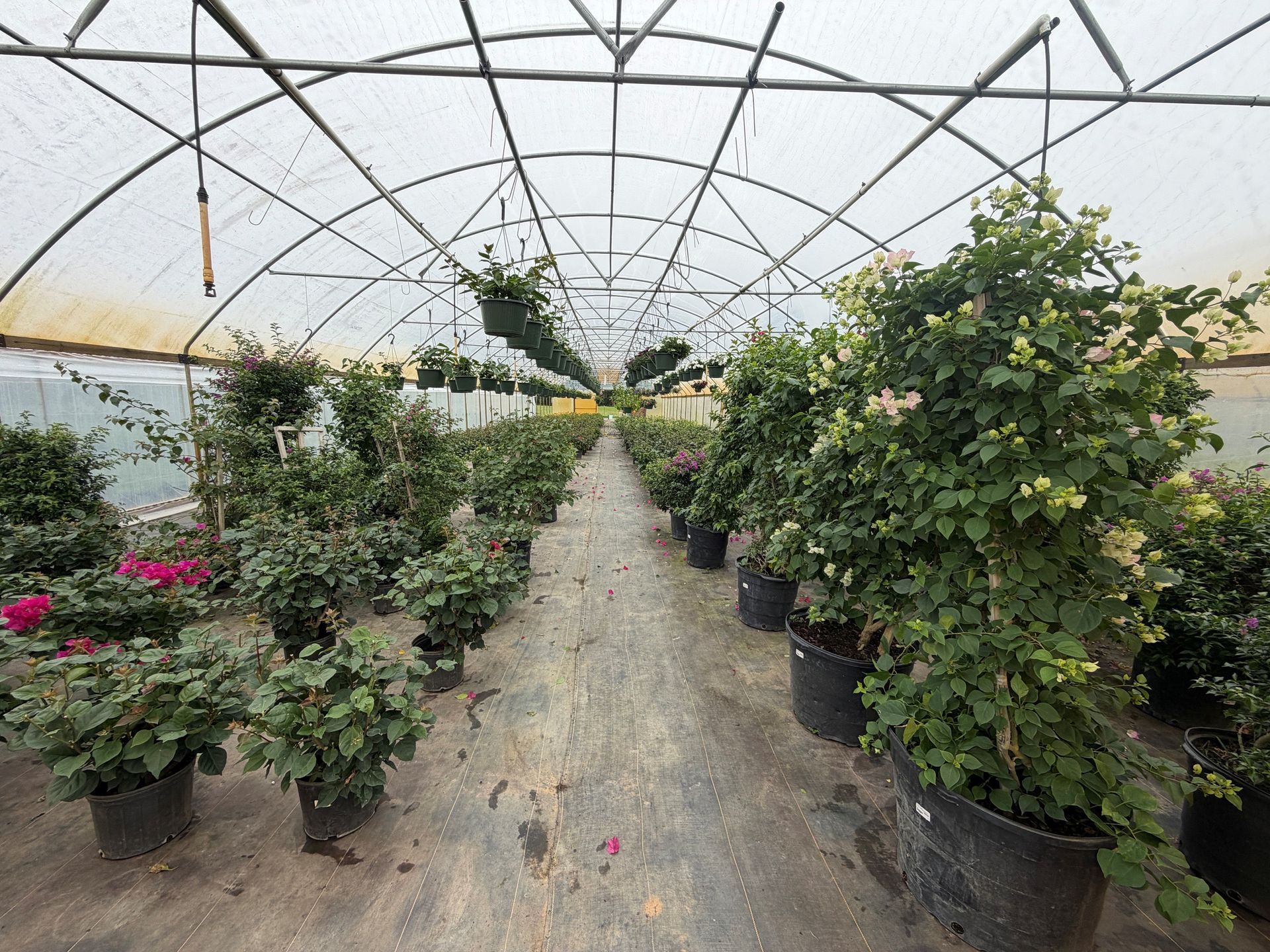 Inside a greenhouse, rows of potted flowering shrubs line a central dirt aisle under a curved frame.