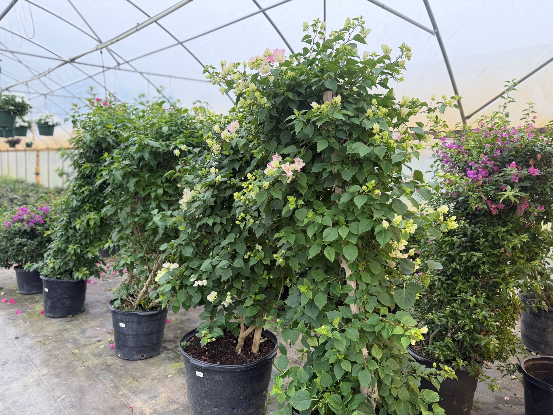 Potted flowering shrubs and leafy plants inside a greenhouse under a mesh roof