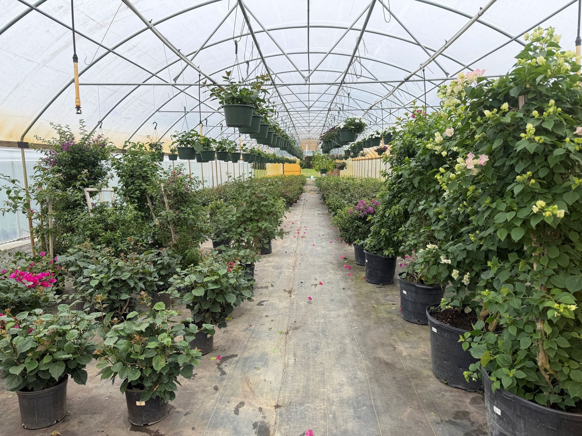 Greenhouse aisle lined with potted plants and shrubs under a white arched frame