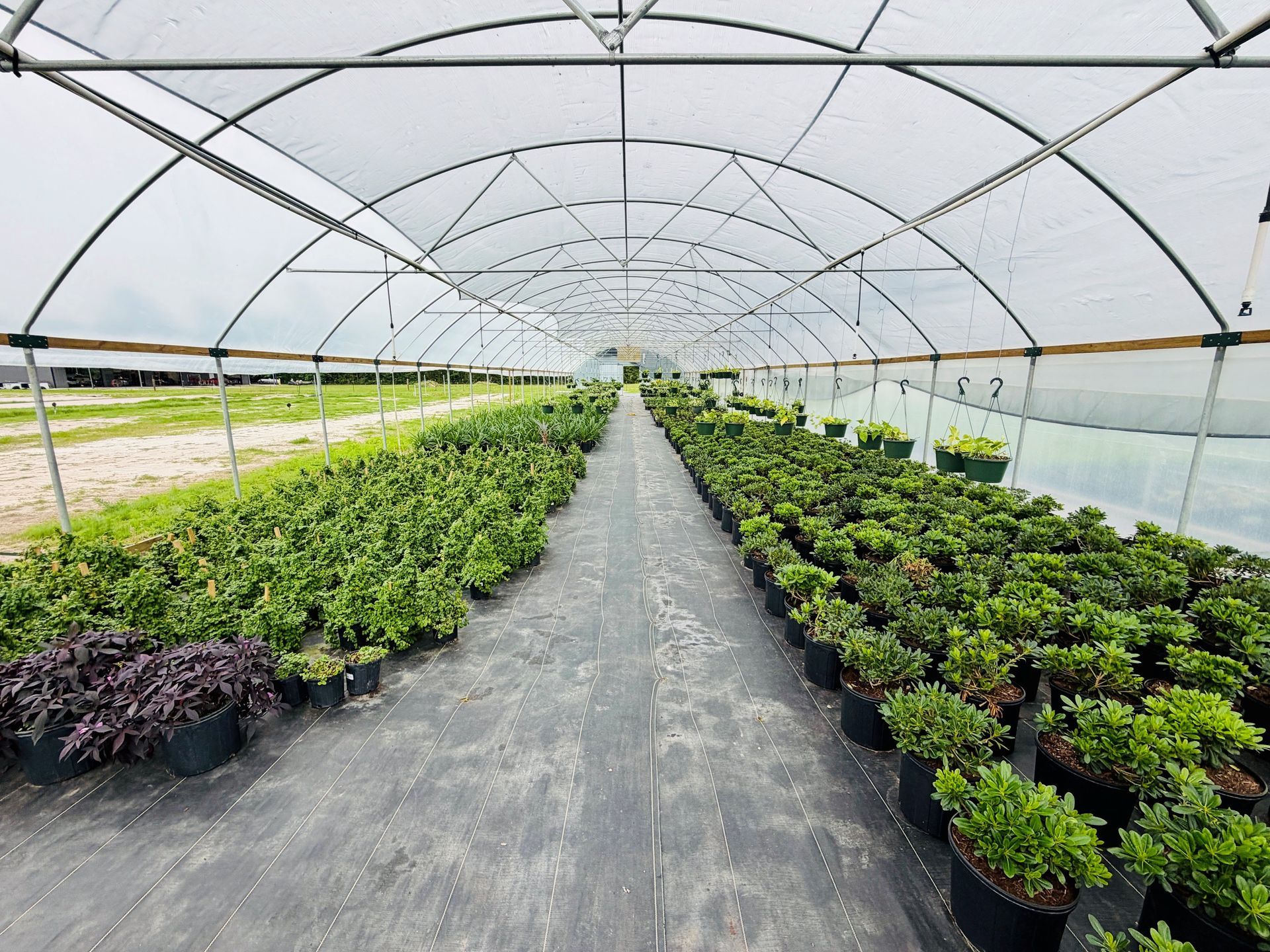 Rows of young green plants inside a hoop house greenhouse tunnel