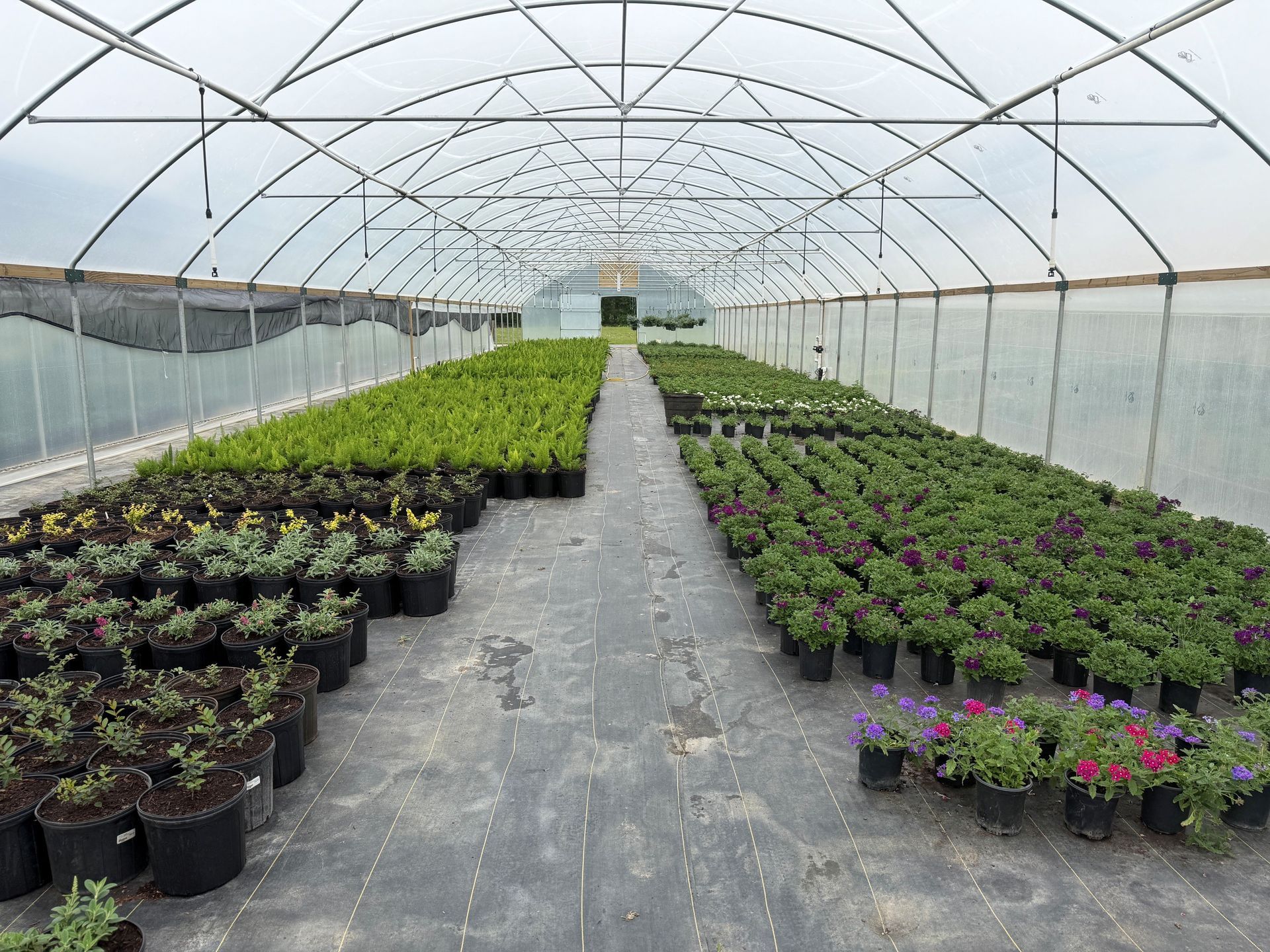 Rows of potted flowers and seedlings inside a greenhouse with a plastic-covered arched roof.