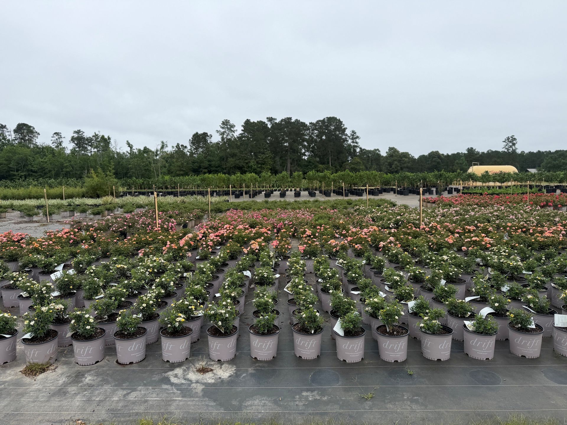 Rows of potted flowering plants in a nursery under an overcast sky