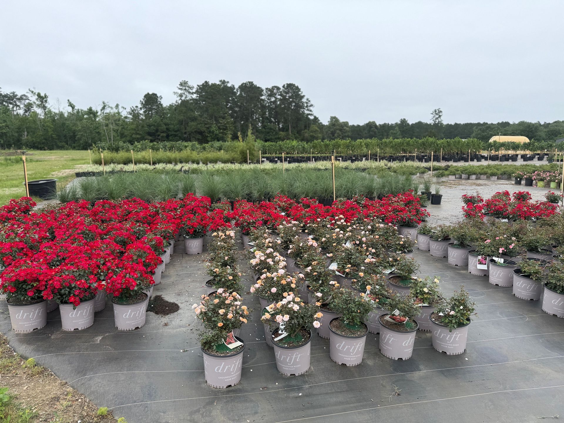 Rows of potted red and white flowers in an outdoor garden nursery