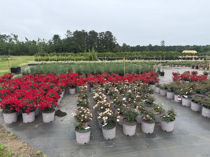 Rows of potted red, white, and pink flowers in a nursery garden outdoors