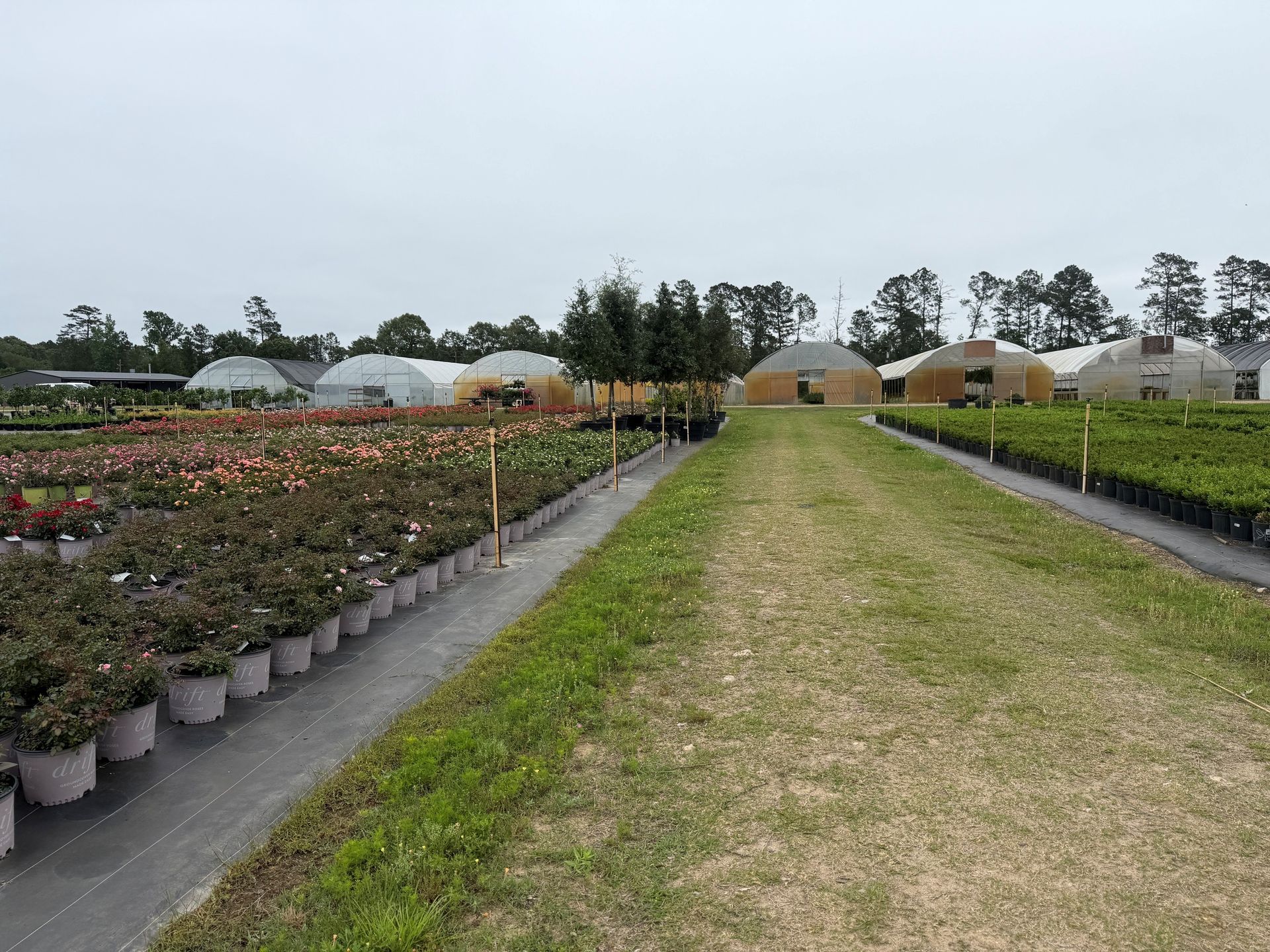 Plant nursery with rows of potted flowers beside a grassy path and greenhouses under an overcast sky